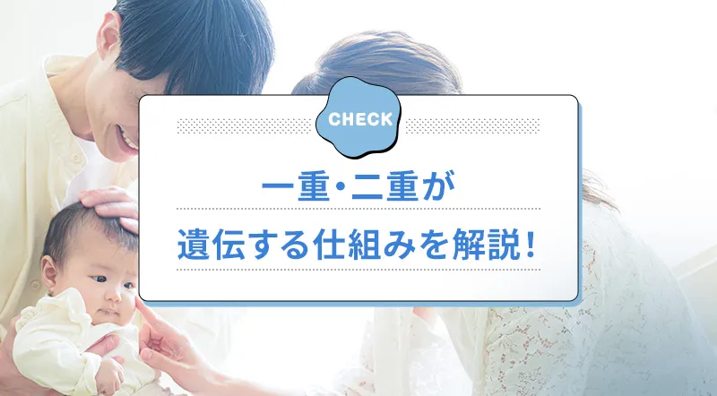 二重が遺伝する確率は？一重や二重になる仕組みを解説