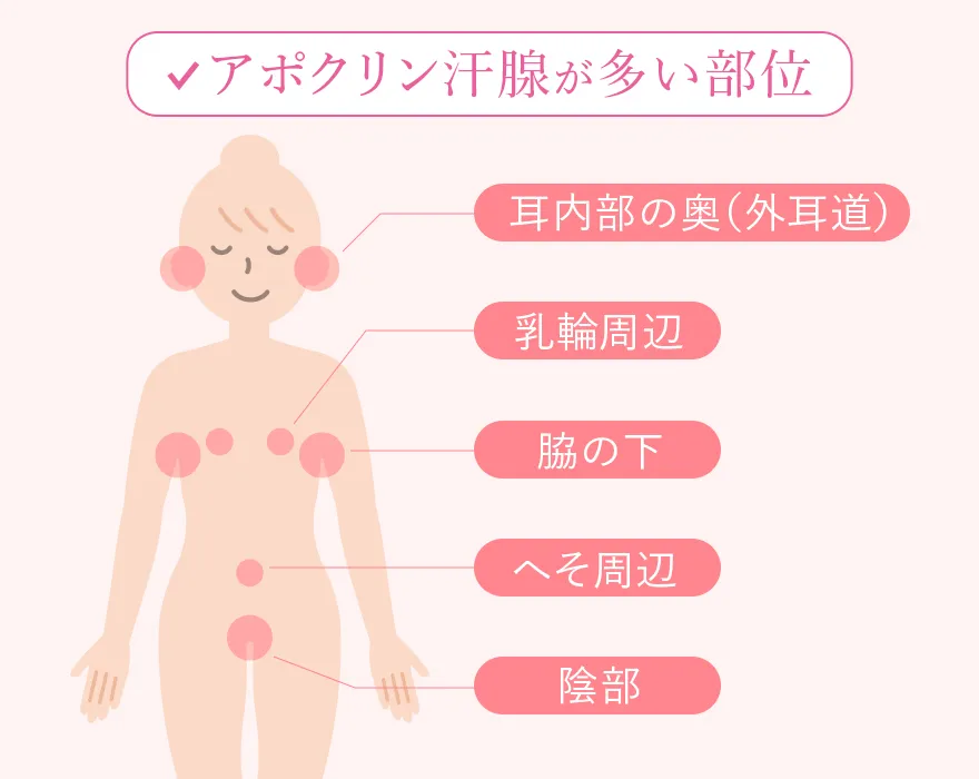 体内のアポクリン汗腺が多い部位