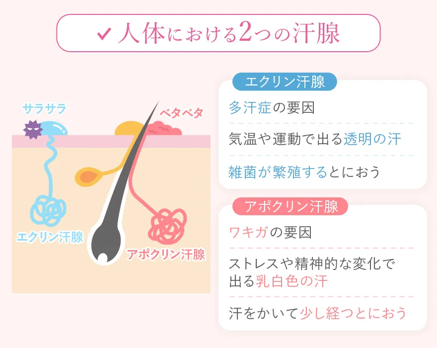 人体の中にある２つの汗腺