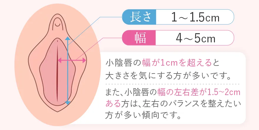 小陰唇の平均の大きさ