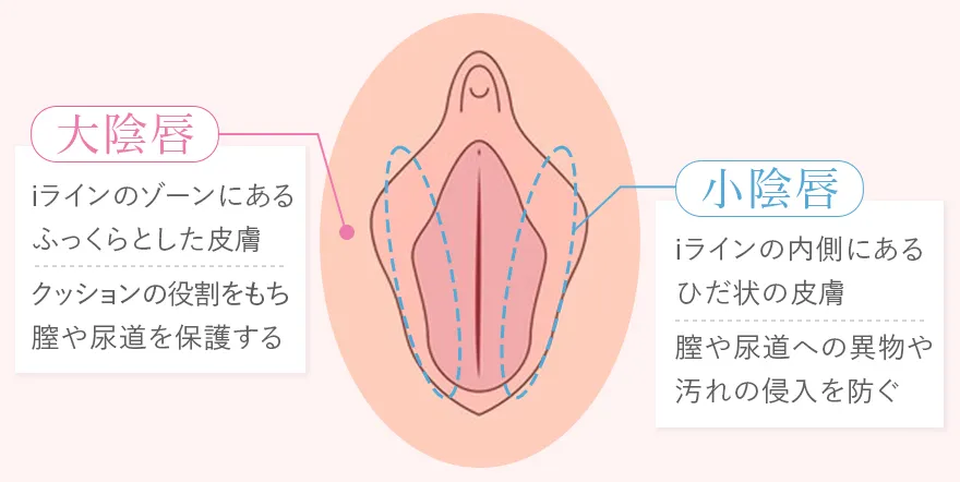 小陰唇の役割